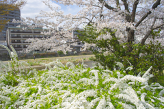 鴨川で桜撮り