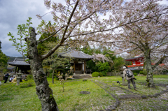 大覚寺2015春