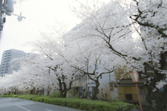 河原町桜