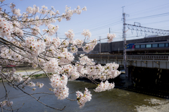 京都・七条・春・桜2