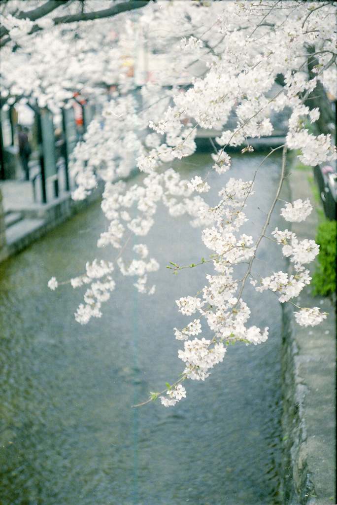 京都桜