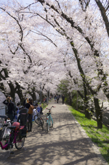 京都・七条・春・桜