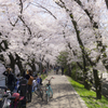 京都・七条・春・桜