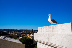 ローマ市街を眺める鳥