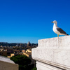 ローマ市街を眺める鳥