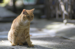 石清水八幡宮ヌコ