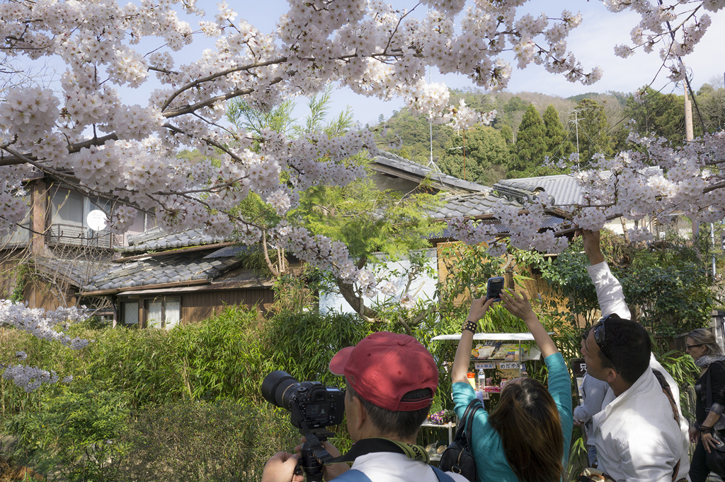 学問の道・桜