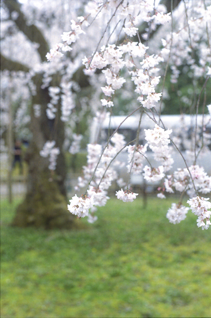 京都桜