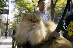 原宿に居た猫