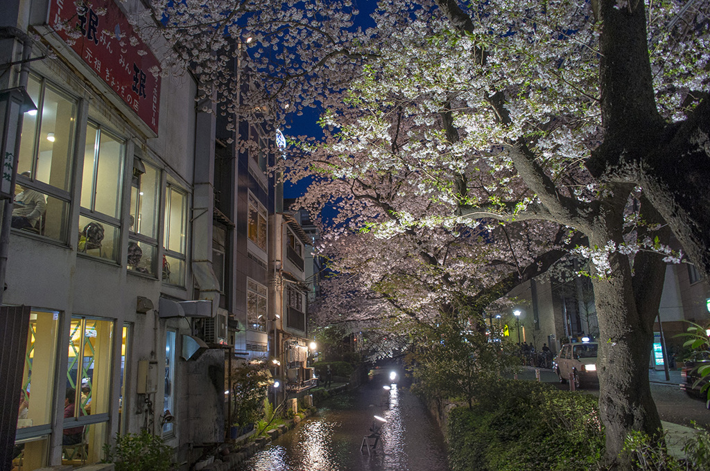 ライトアップ桜