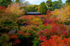 2015　東福寺・紅葉