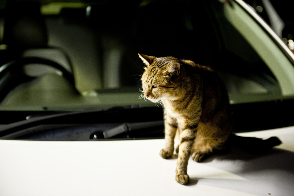 ボンネットの上の猫ちゃん