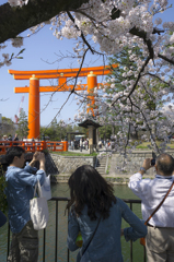 岡崎公園2015春