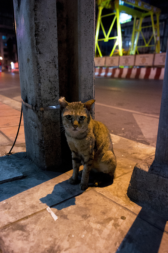 バンコクの猫