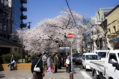 木屋町2015桜