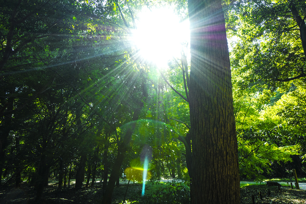 緑の中の逆光