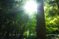 緑の中の逆光