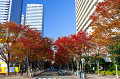 京橋ビジネスパークに咲く紅葉