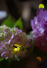 ほたると紫陽花