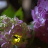 ほたると紫陽花