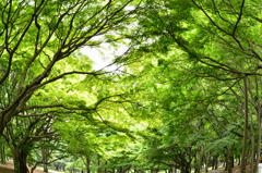 緑の迷路