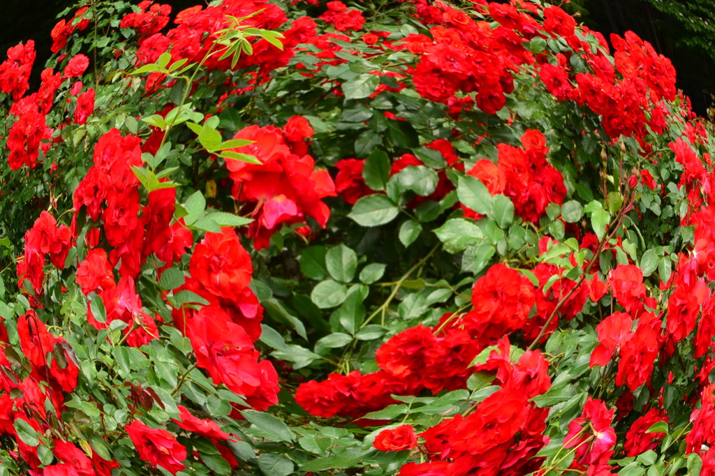 薔薇の渦巻き