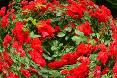薔薇の渦巻き