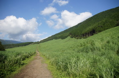 夏のすすき通り