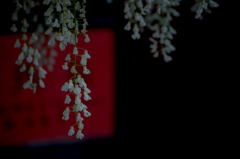奈加美神社の藤