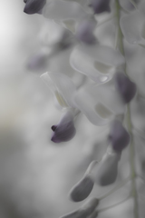 藤の花　幻想