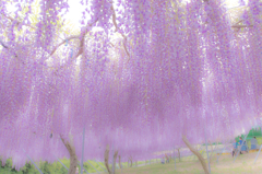 吉田農園の藤