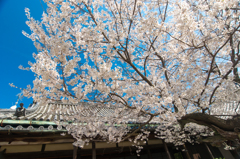 往生院の桜