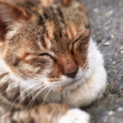ひなたぼっこ