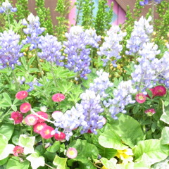 春の花