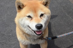 笑う犬