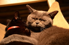 くろねこ
