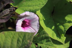 何の花？