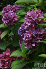 紫陽花は隣近のアジサイと