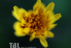 黄色の花-02