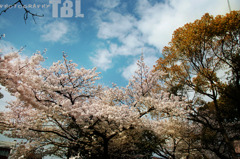桜の木