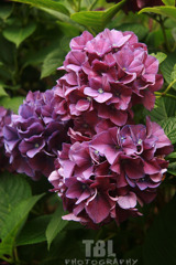 紫色の紫陽花