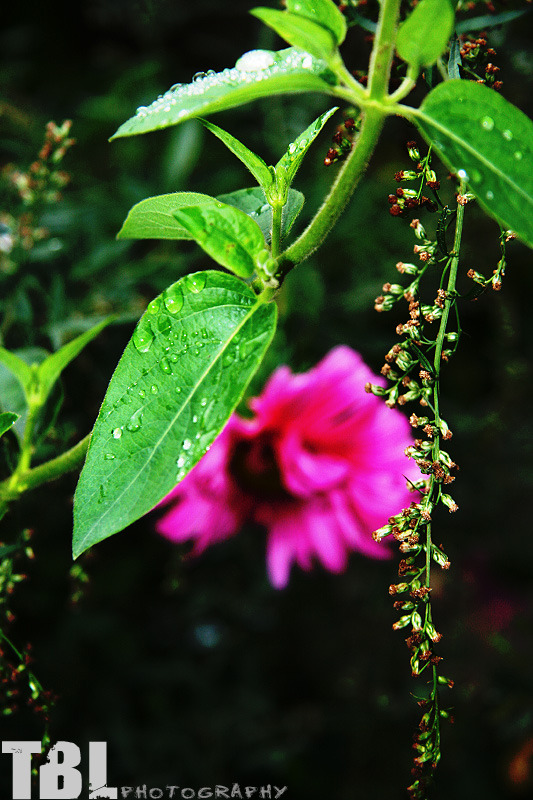 植物や花