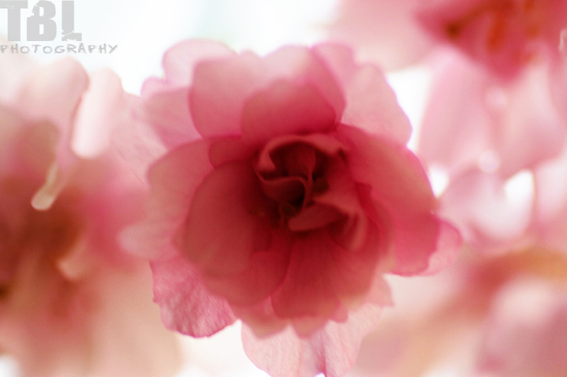 桜の花-01