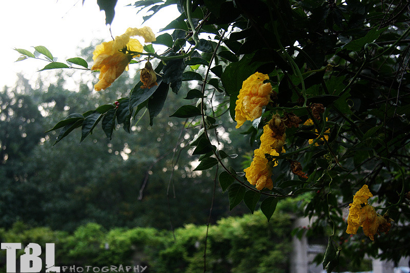 シャクヤクの花