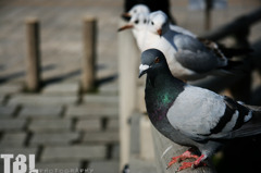鳩