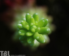 小さな植物
