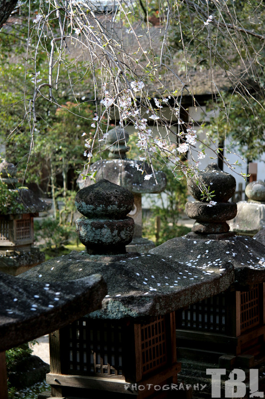 奈良-東大寺