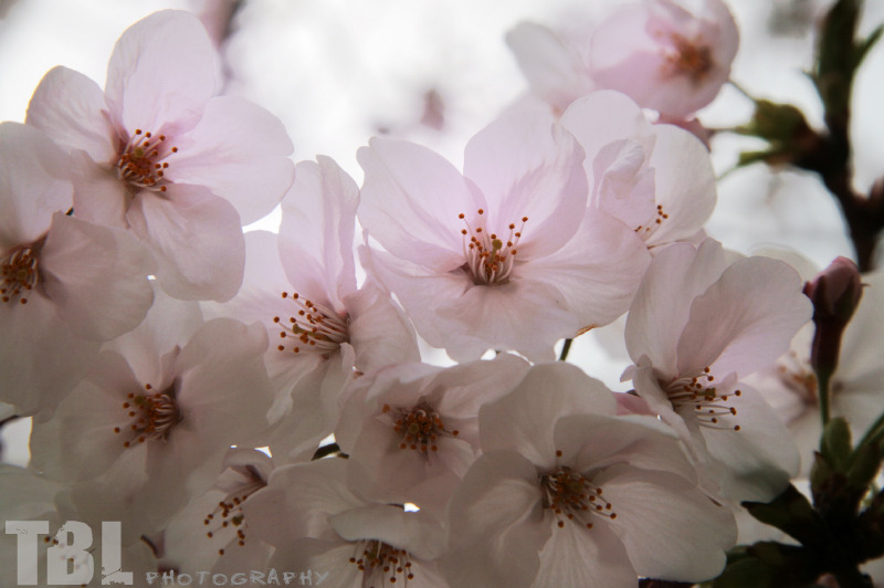桜の花