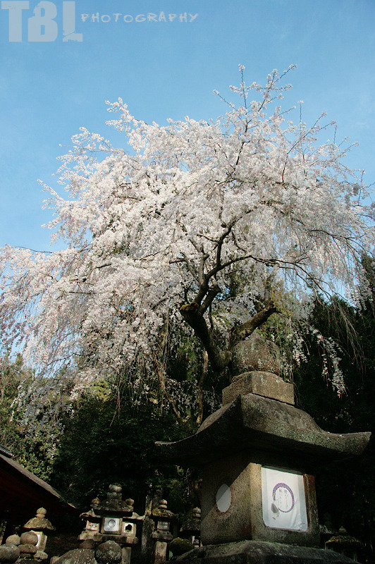 桜の木-01