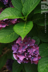 含蓄がある紫陽花